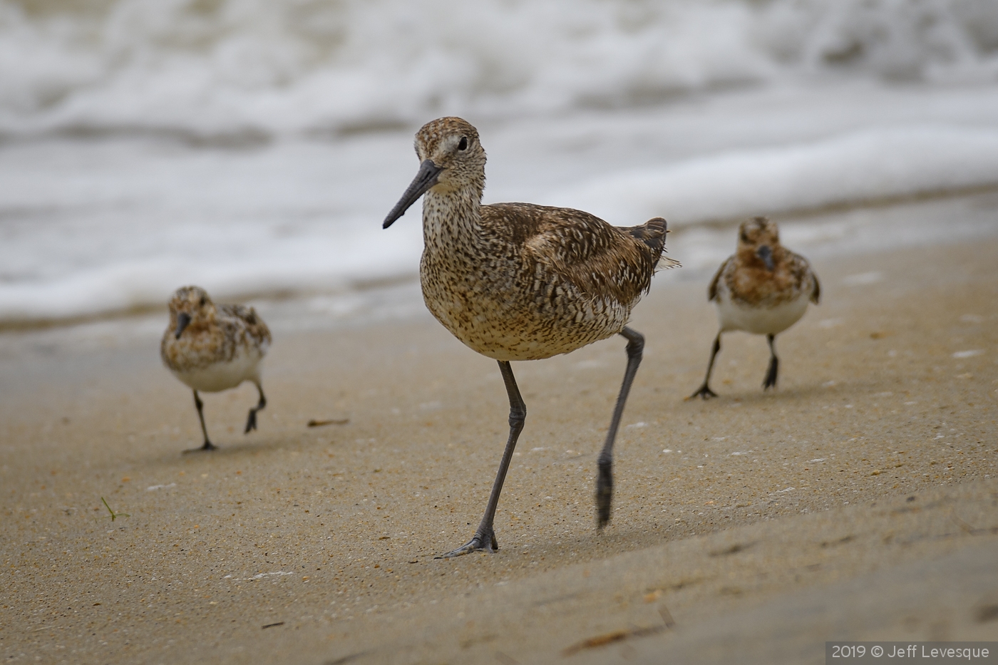 3 Is Company by Jeff Levesque