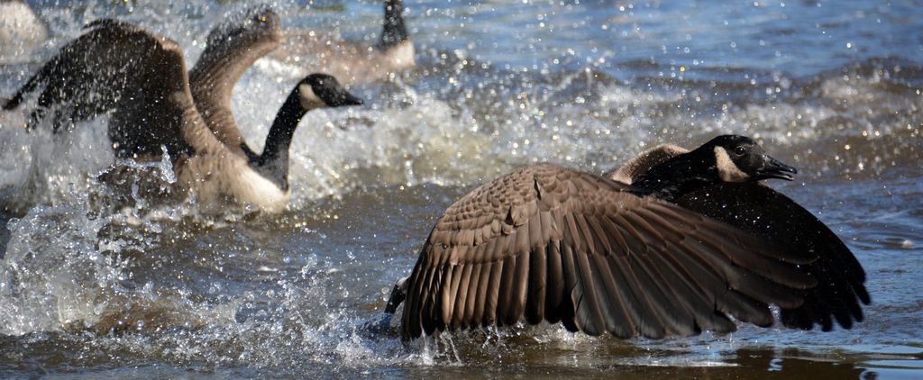 A Fight by George Zars