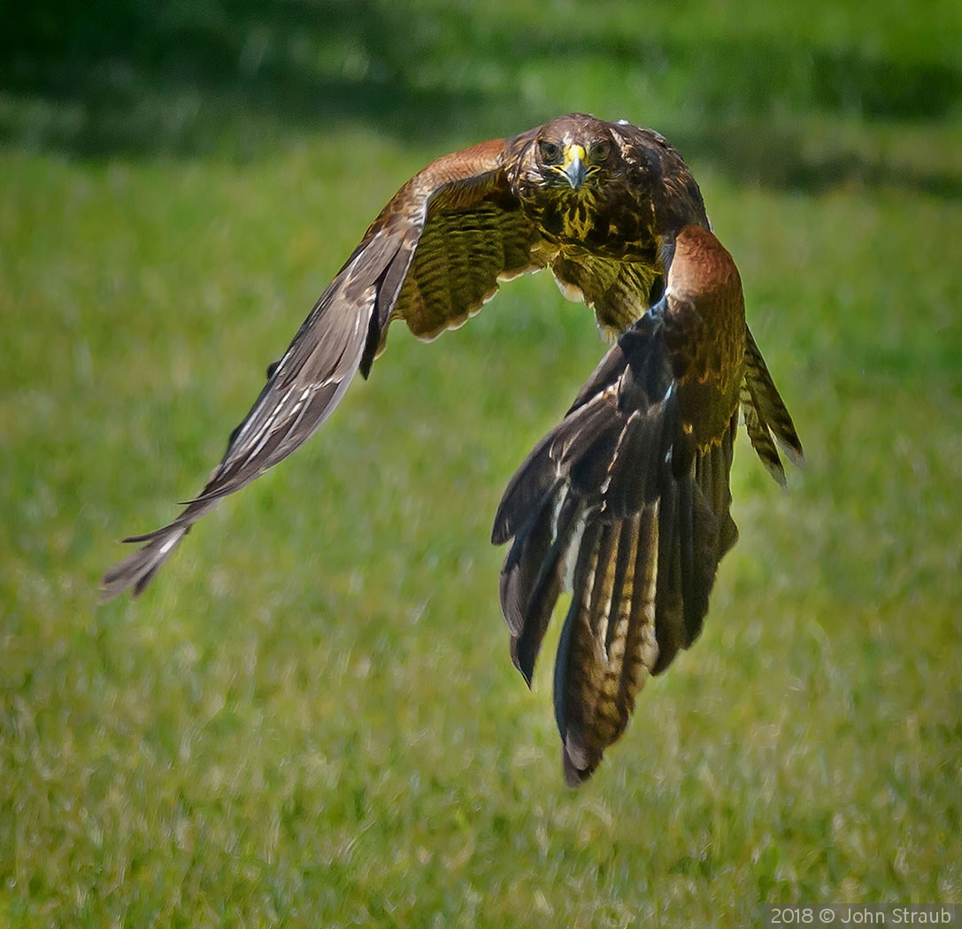 A Harris Hawk Head On by John Straub