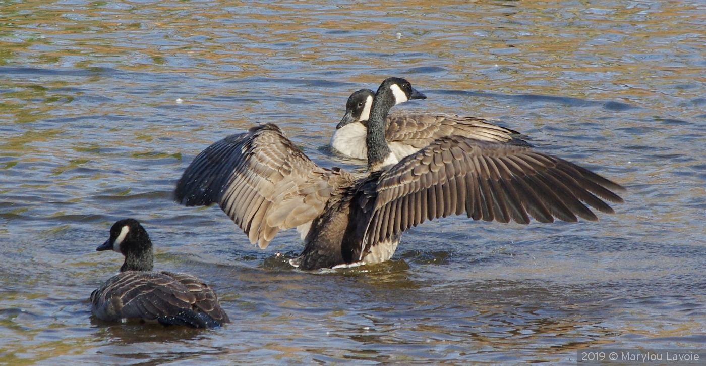 A Little Privacy Please by Marylou Lavoie