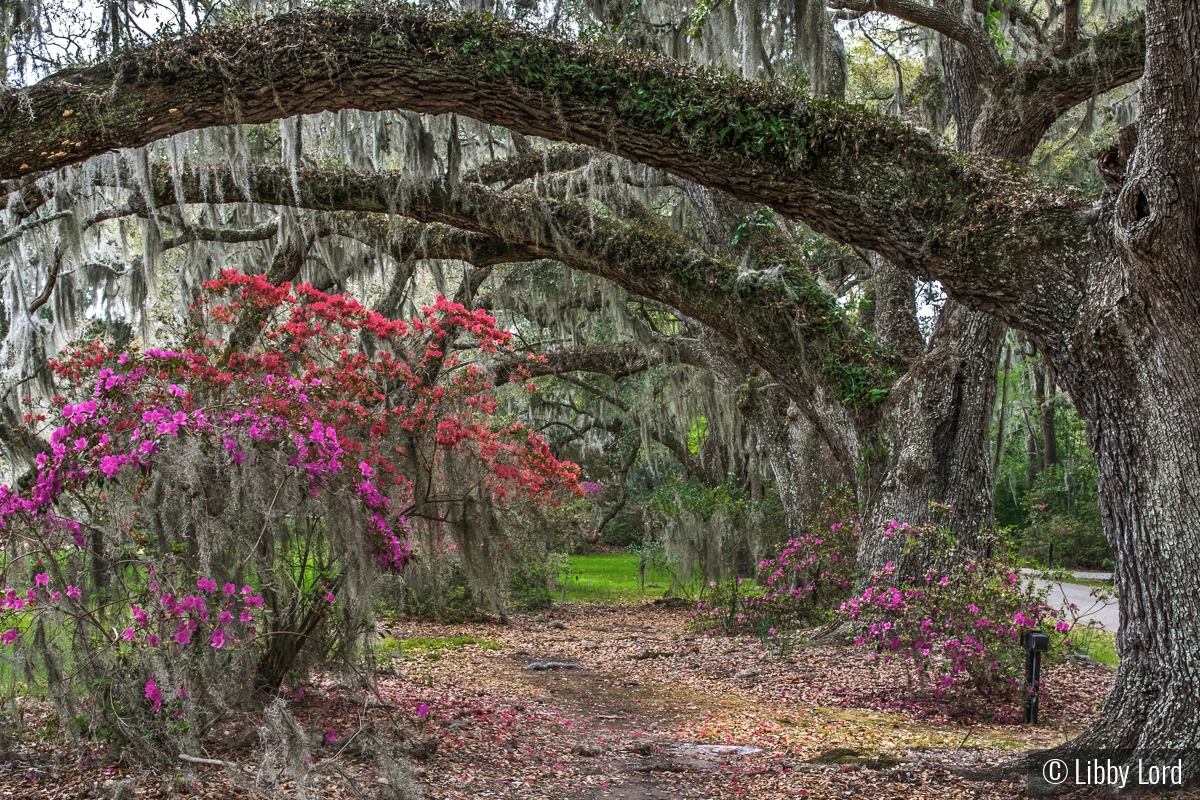 A Path Through the Oaks by Libby Lord