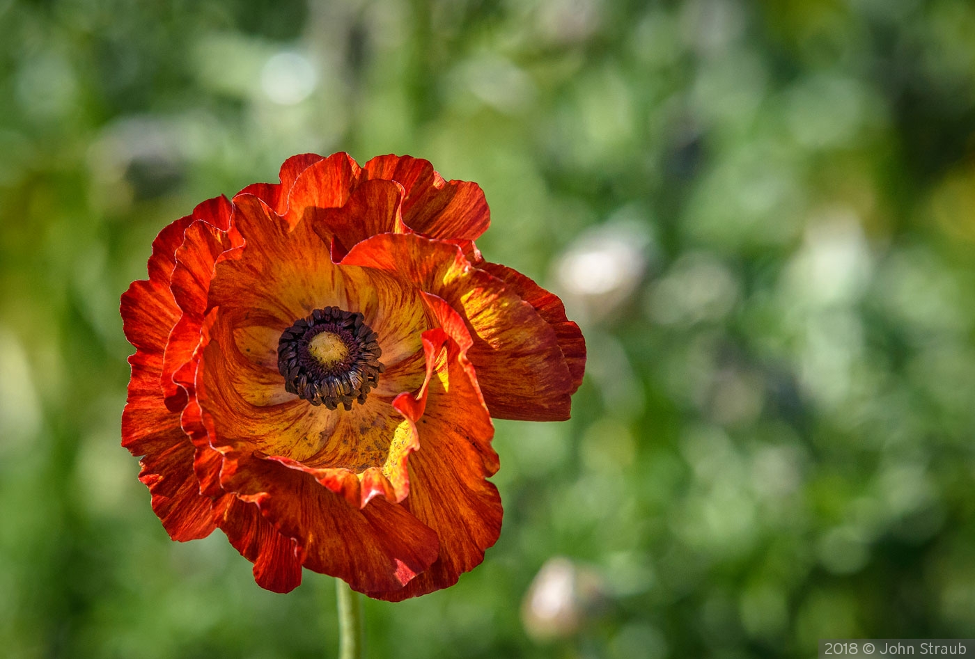 A Ridiculous Ranunculus by John Straub