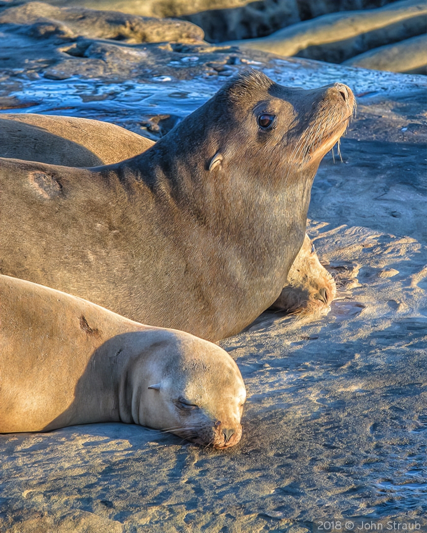 A Sea Lion and Pups Face First Light by John Straub