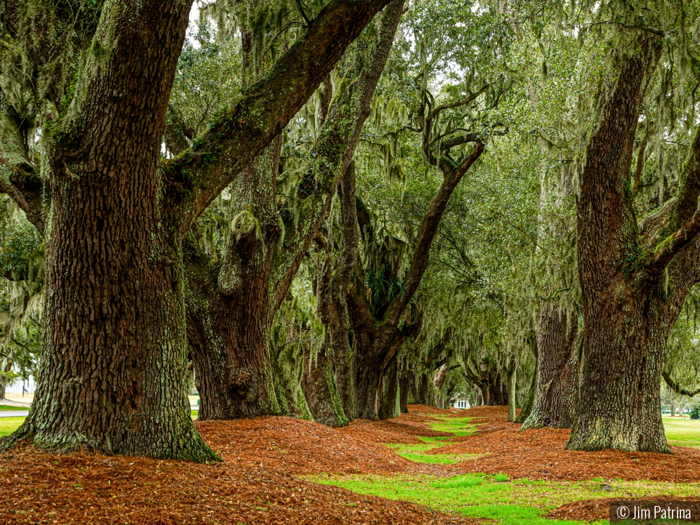 A Southern Plantation by Jim Patrina