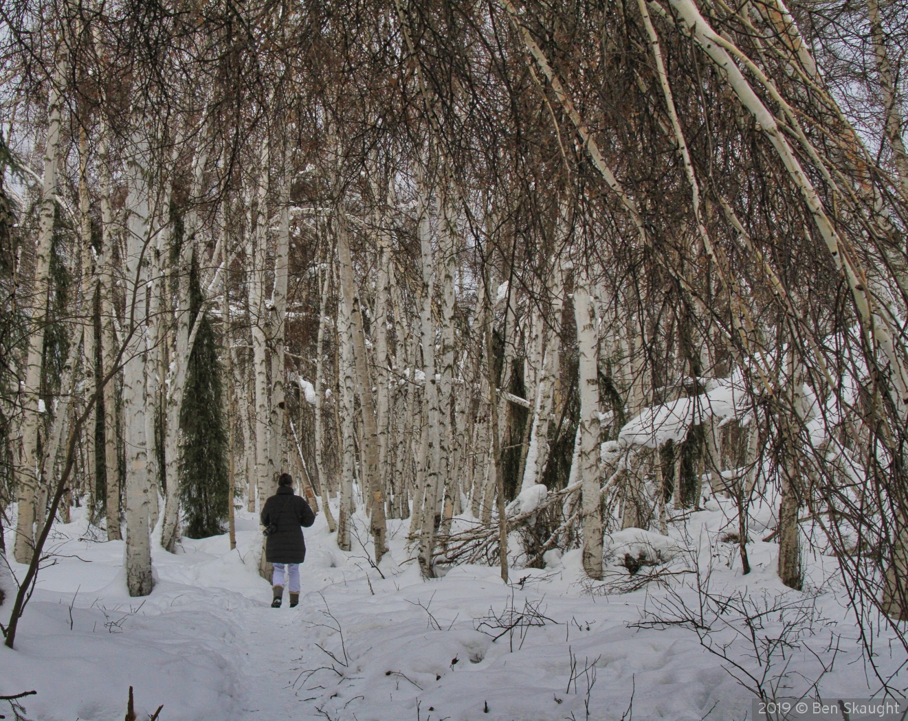 A Walk in the Snowy Woods by Ben Skaught