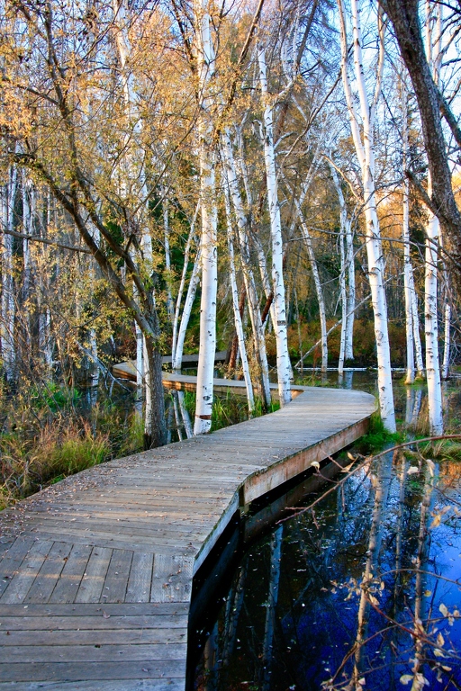 A walk through the Boreal Forest by Barbara Steele