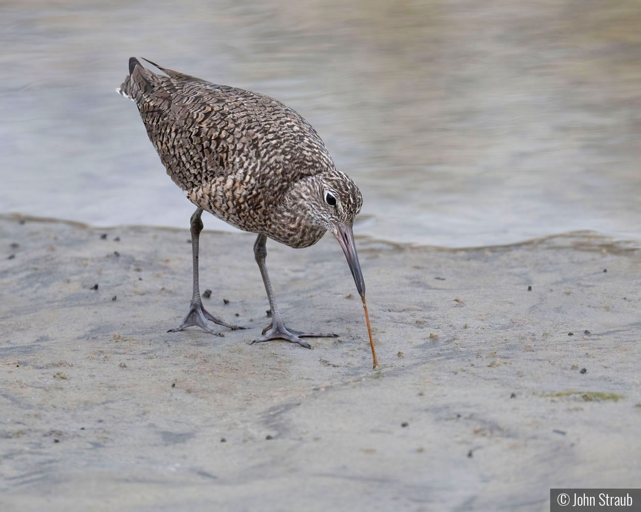 A Willet With an Unwilling Worm by John Straub