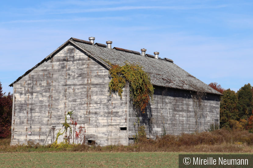 Abandoned Tobacco Barn by Mireille Neumann