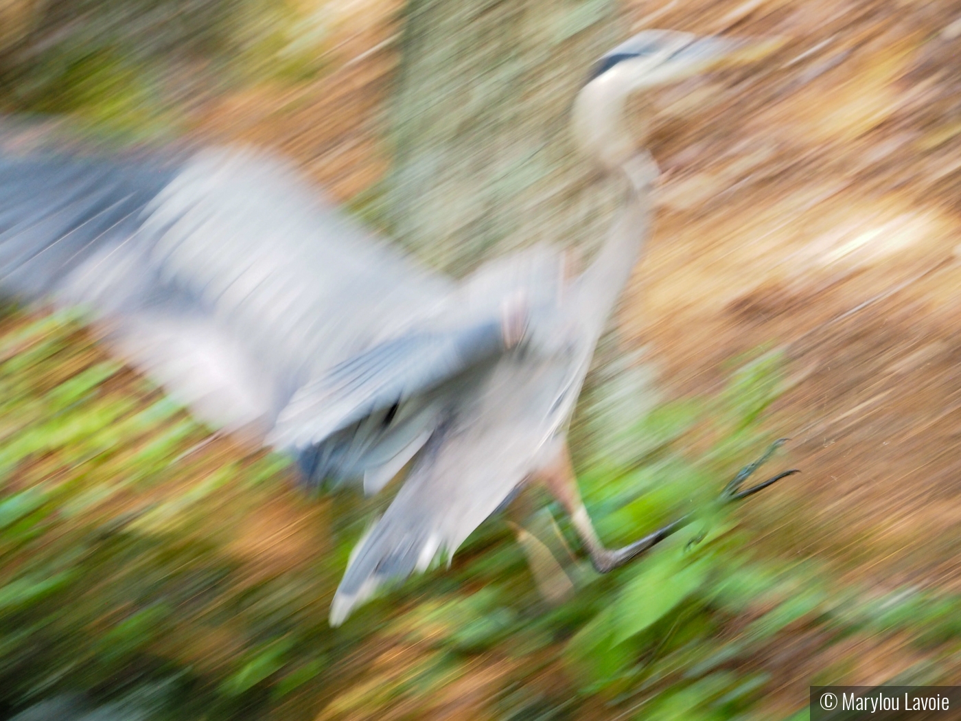 Abstract Heron by Marylou Lavoie