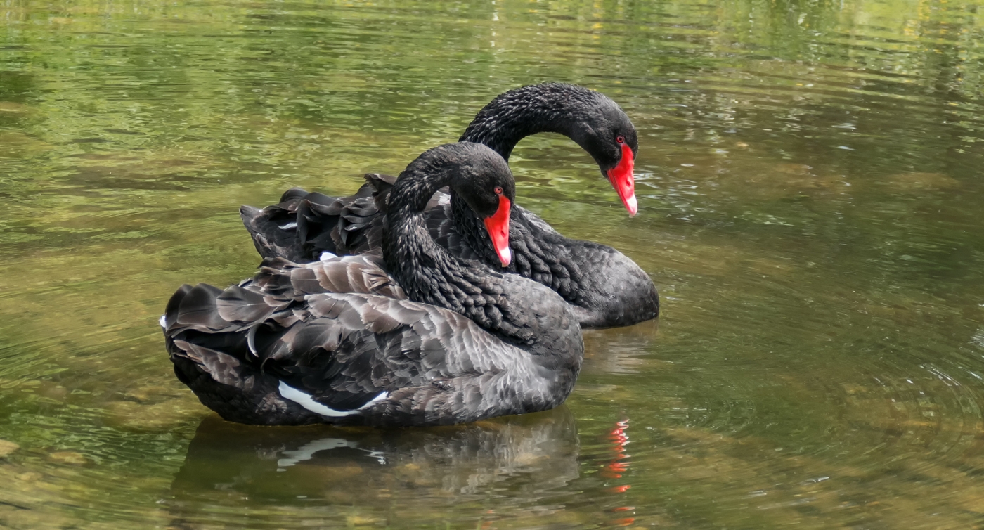 African Swans by Bruce Metzger