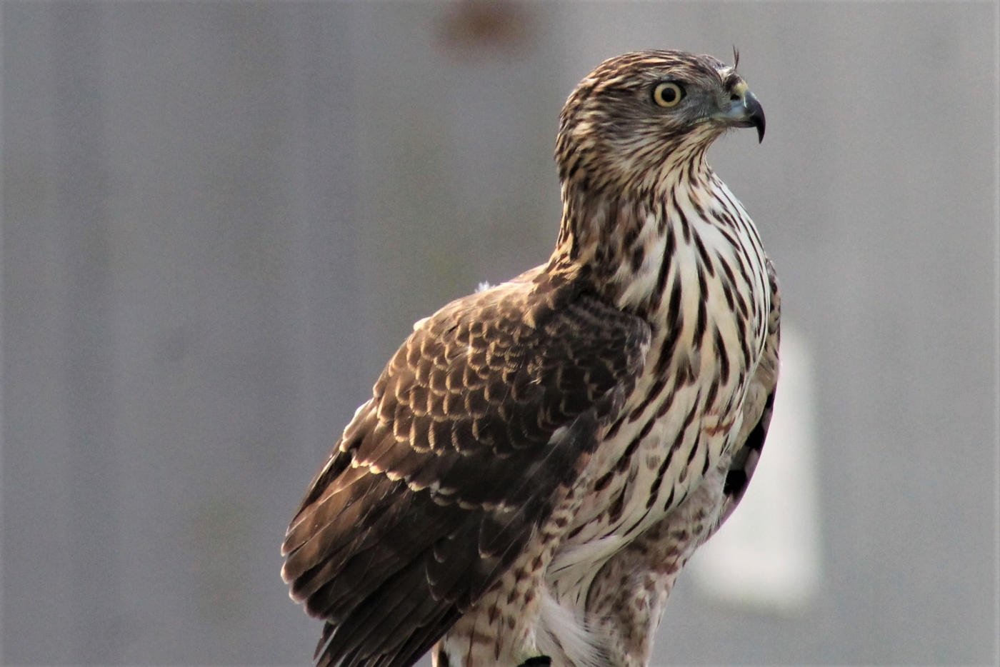 Alert Hawk by James Haney