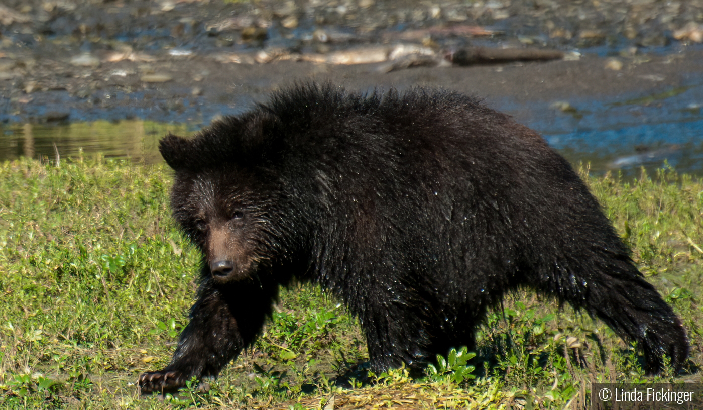 All Wet by Linda Fickinger