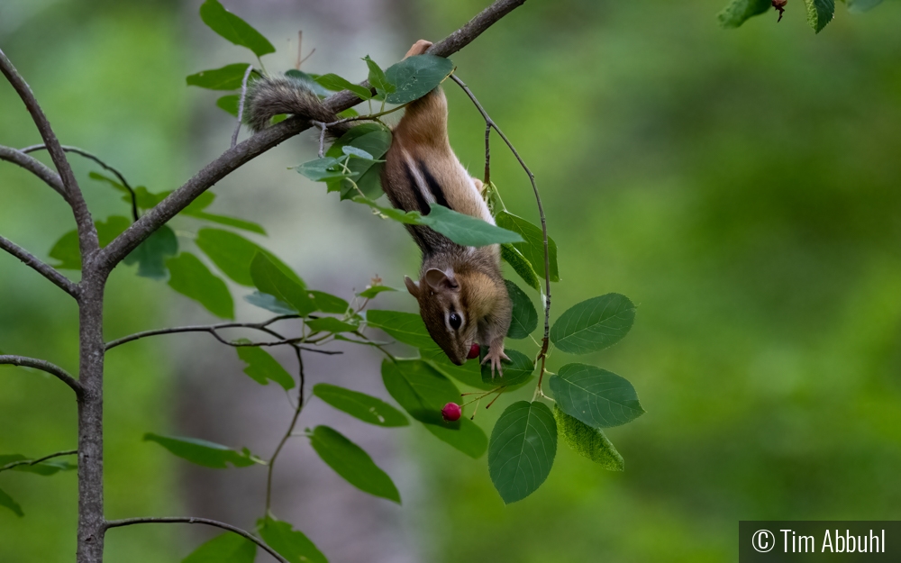 Almost Got It by Tim Abbuhl