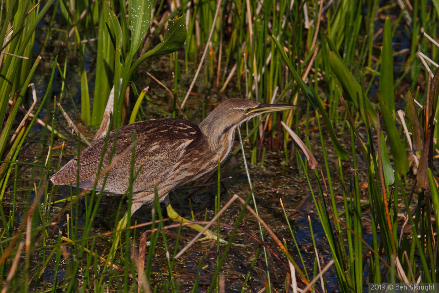 American Bittern stalking by Ben Skaught