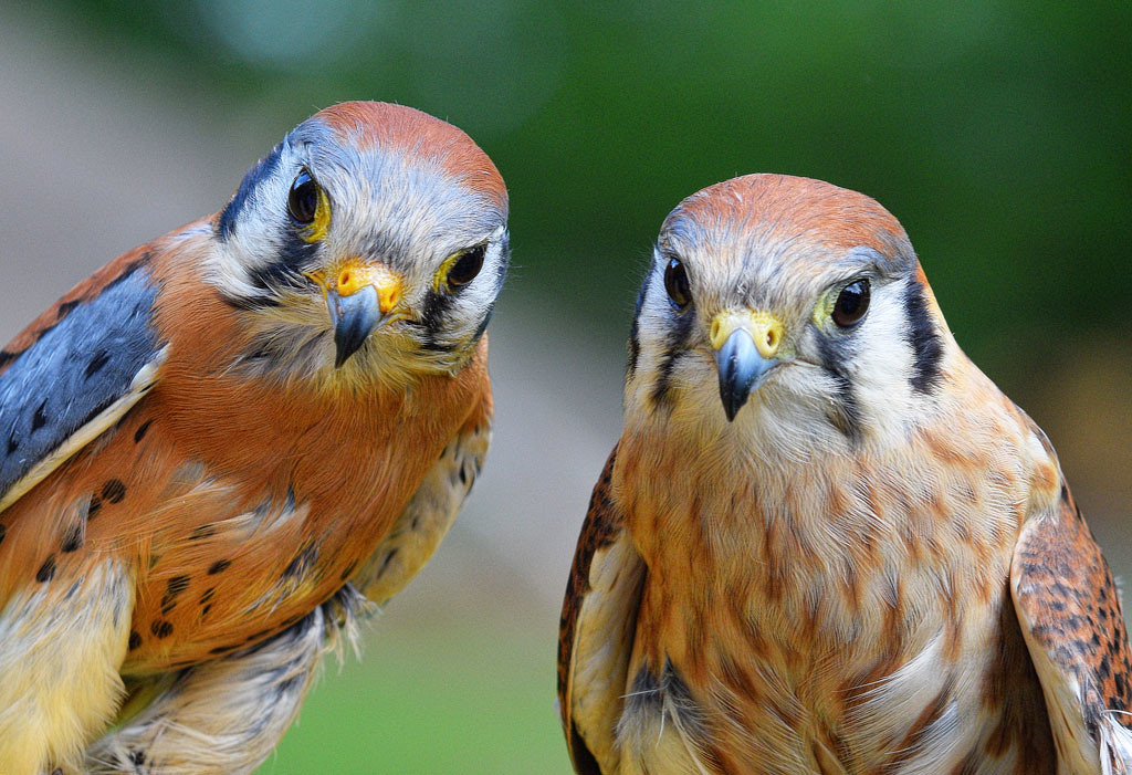 American Kestrel Couple by John Straub