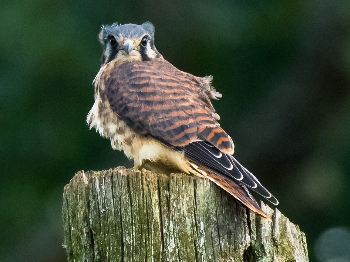 American Kestrel Portrait by Libby Lord