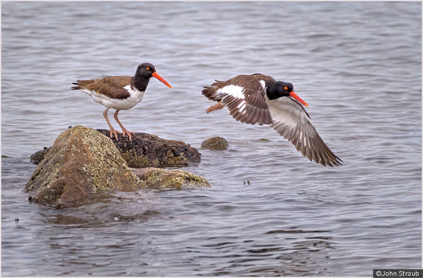 American Oystercatcher Couple by John Straub