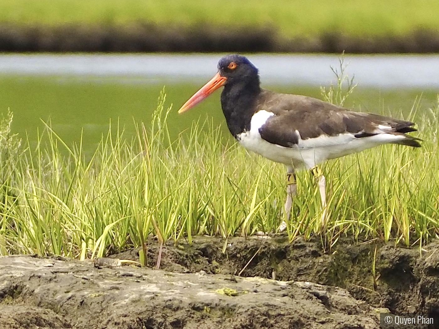 American Oystercatcher by Quyen Phan