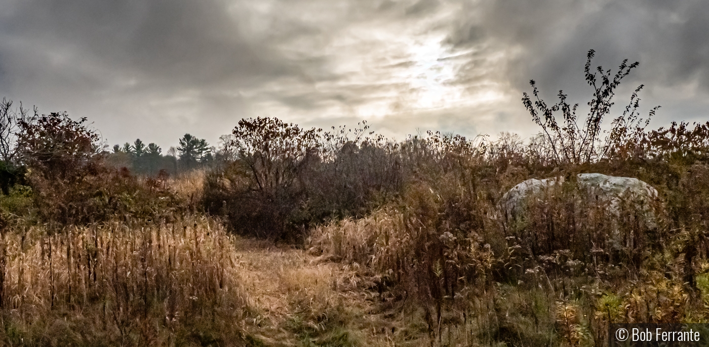 An Early Stroll to the Meadow by Bob Ferrante