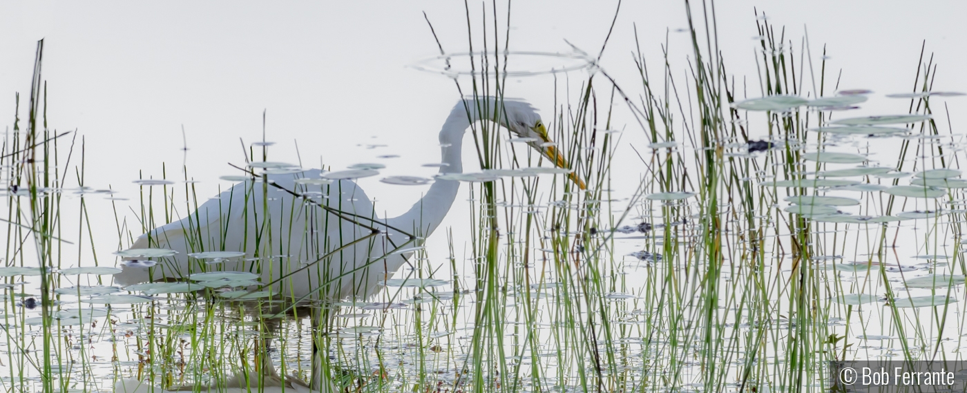 An Egret Dreams of Heaven by Bob Ferrante