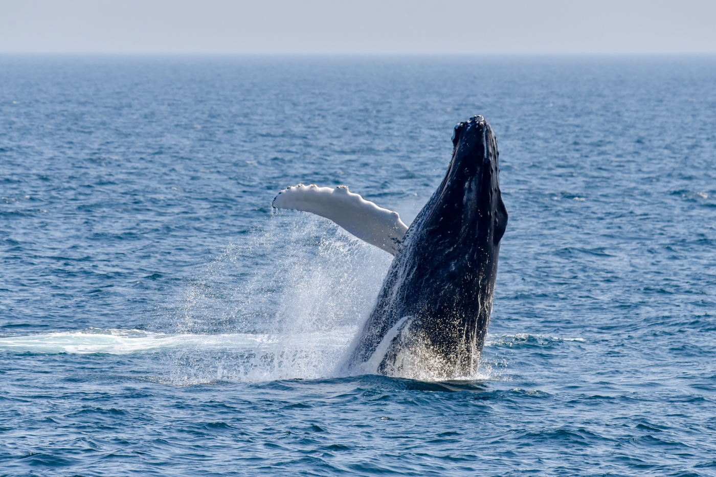 And It's a Breach! by Lorraine Cosgrove