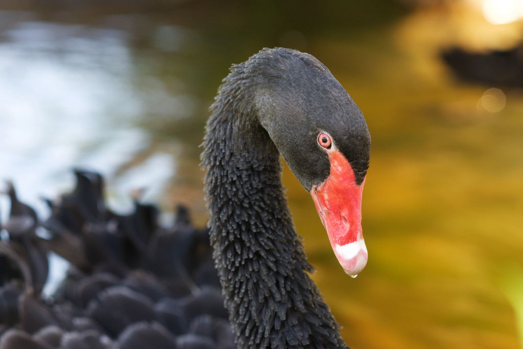 Angry Bird - Photo by Vitali Zhulkovsky