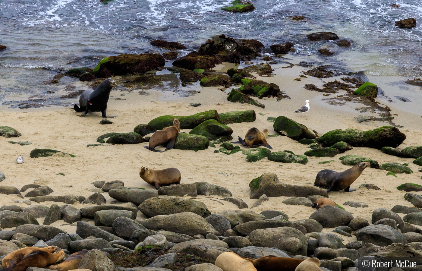 angry sea lion by Robert McCue