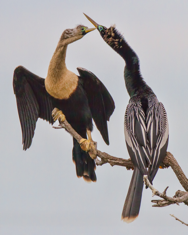 Anhinga Love by Susan Poirier