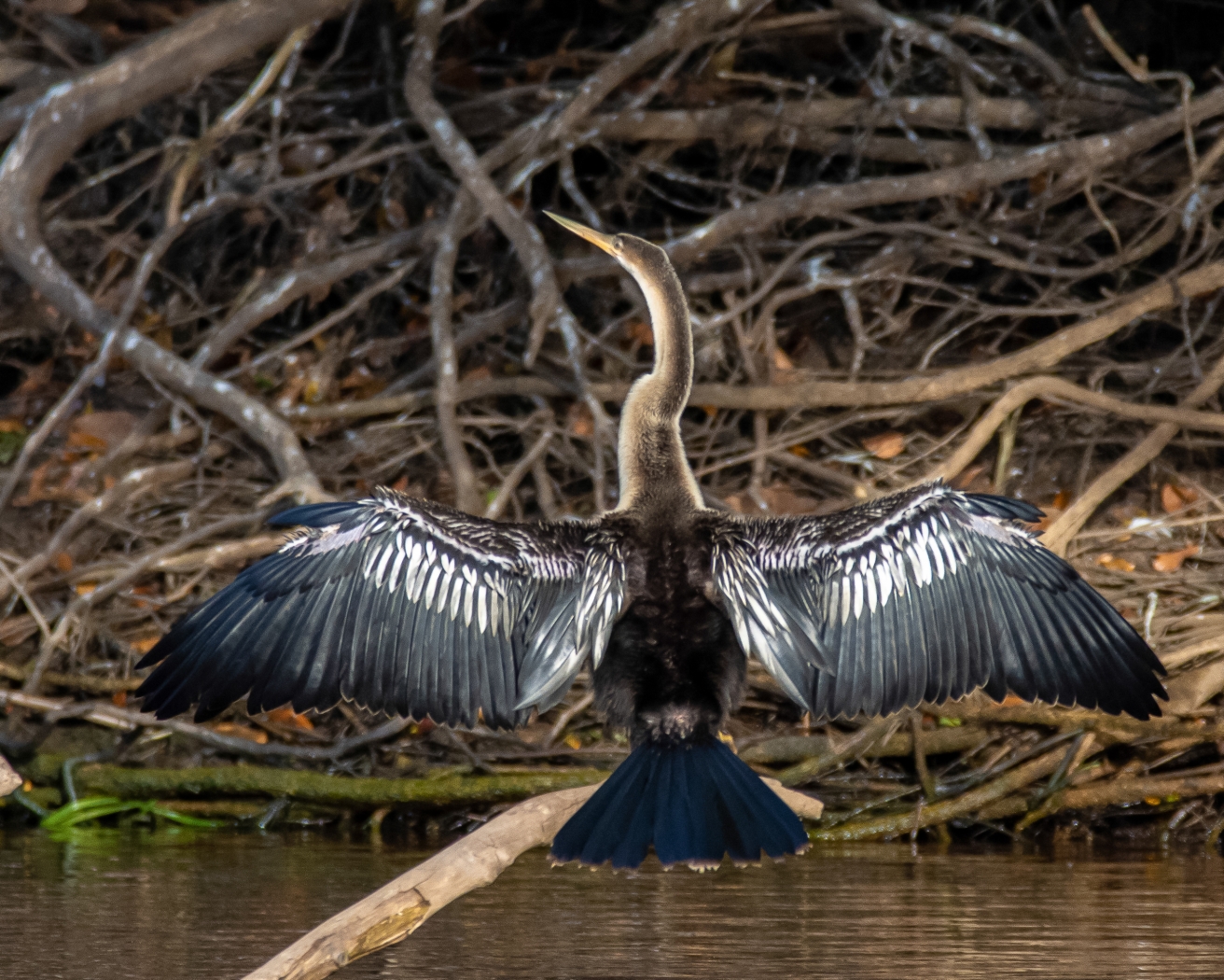 Anhinga by Susan Case