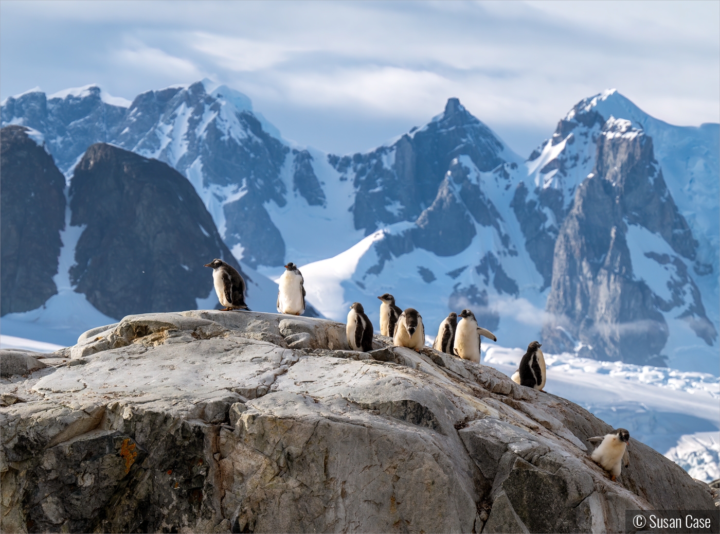 Antarctica by Susan Case