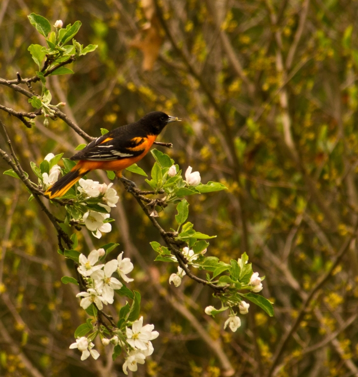 Apple Blossom Snack by Jim Patrina