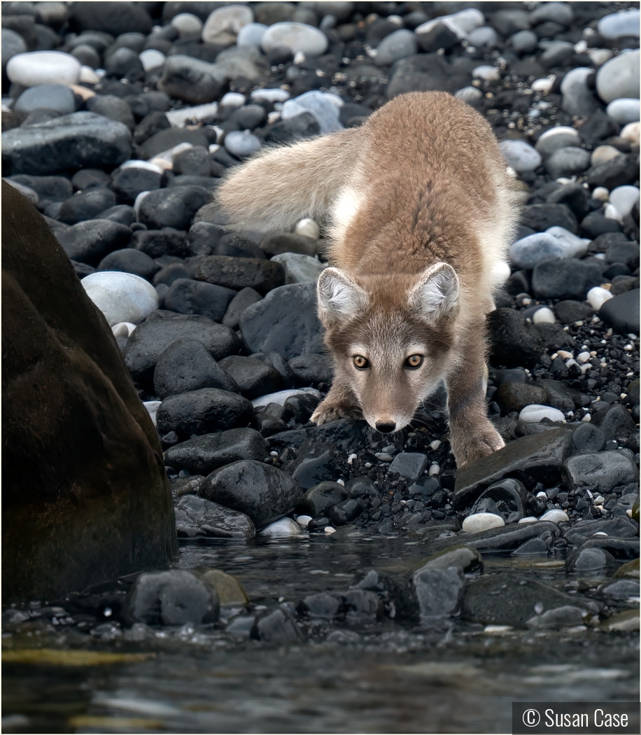 Arctic Fox Youngster by Susan Case