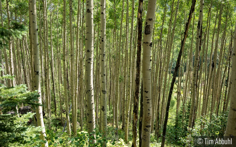 Aspens in Aspen, Colorado by Tim Abbuhl