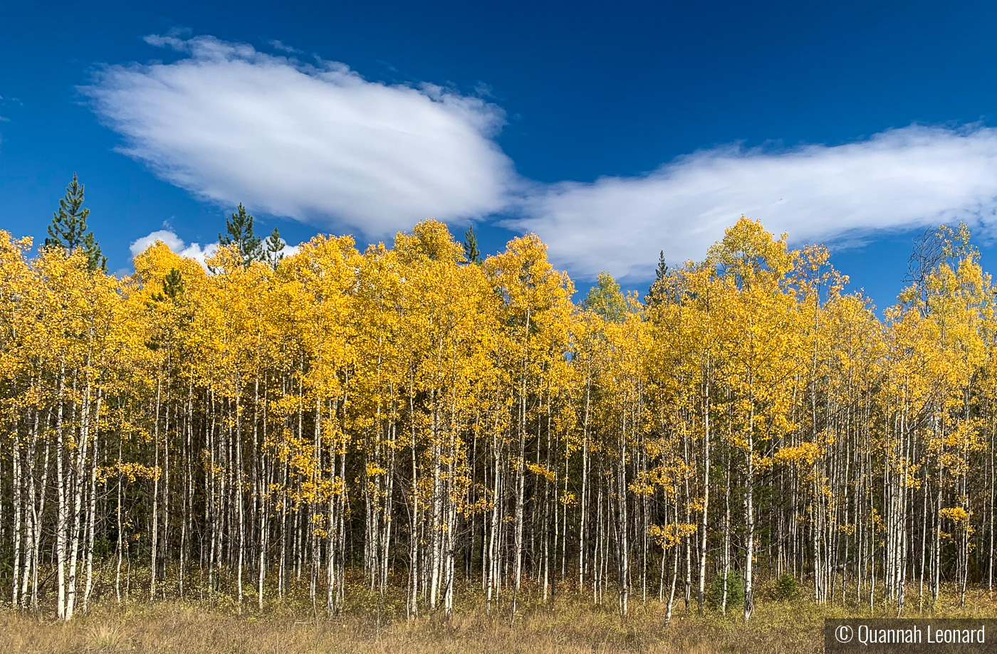 Aspens in Montana by Quannah Leonard