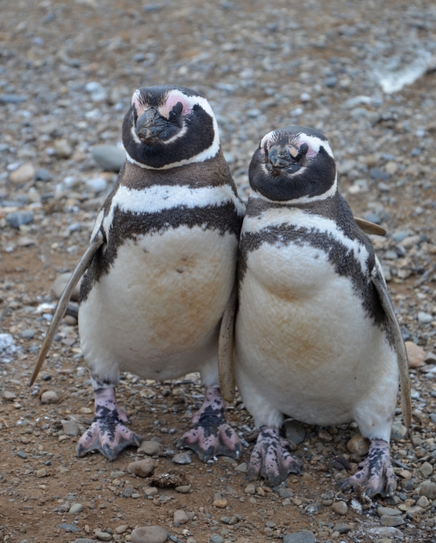 Attractive Couple About To Start Their Tango Lesson by Lou Norton