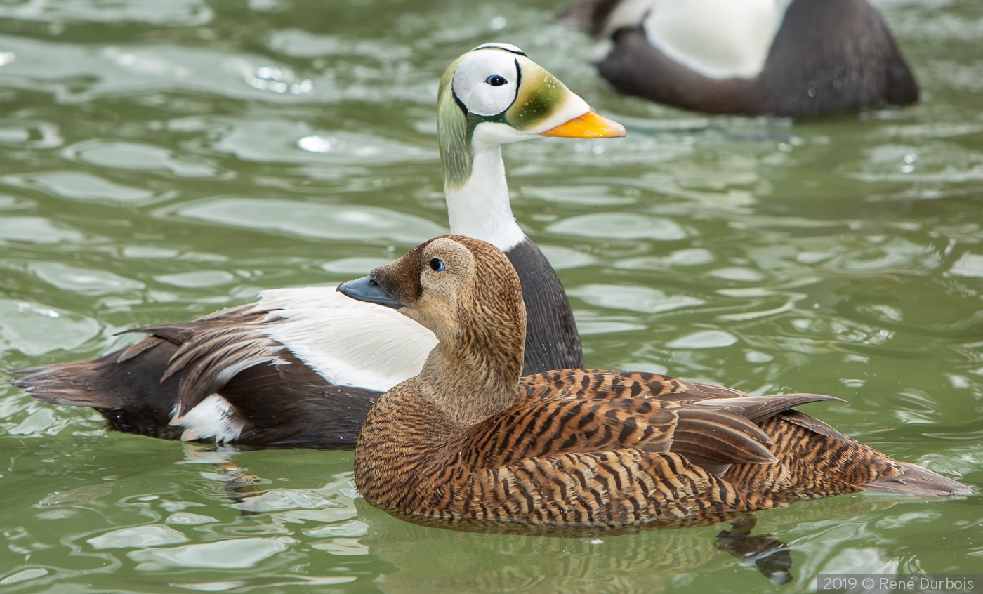 Australian Ducks by René Durbois