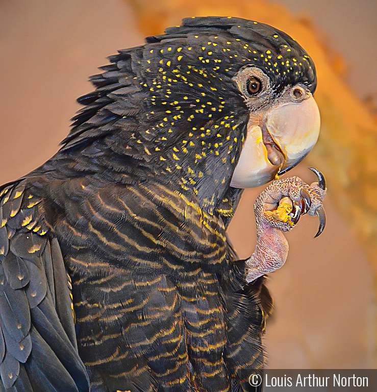 Australian Red-tailed Cockatoo Having A Snack by Louis Arthur Norton