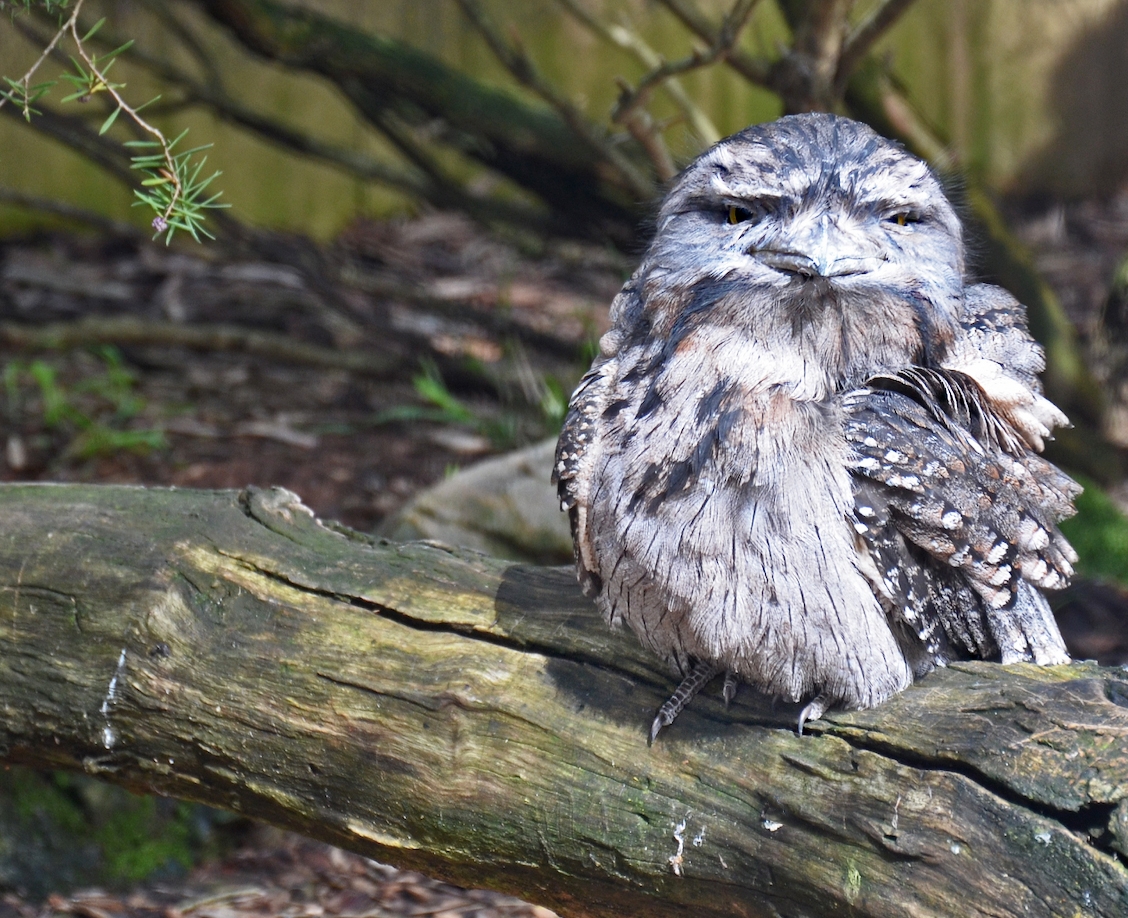 Australian Tawny Frogmouth by Louis Arthur Norton