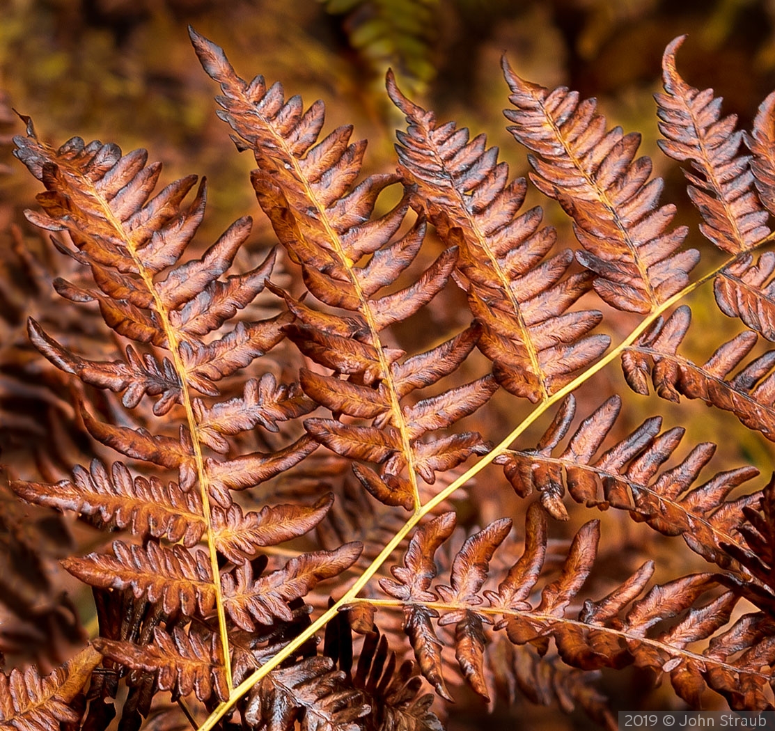 Autumn Ferns by John Straub