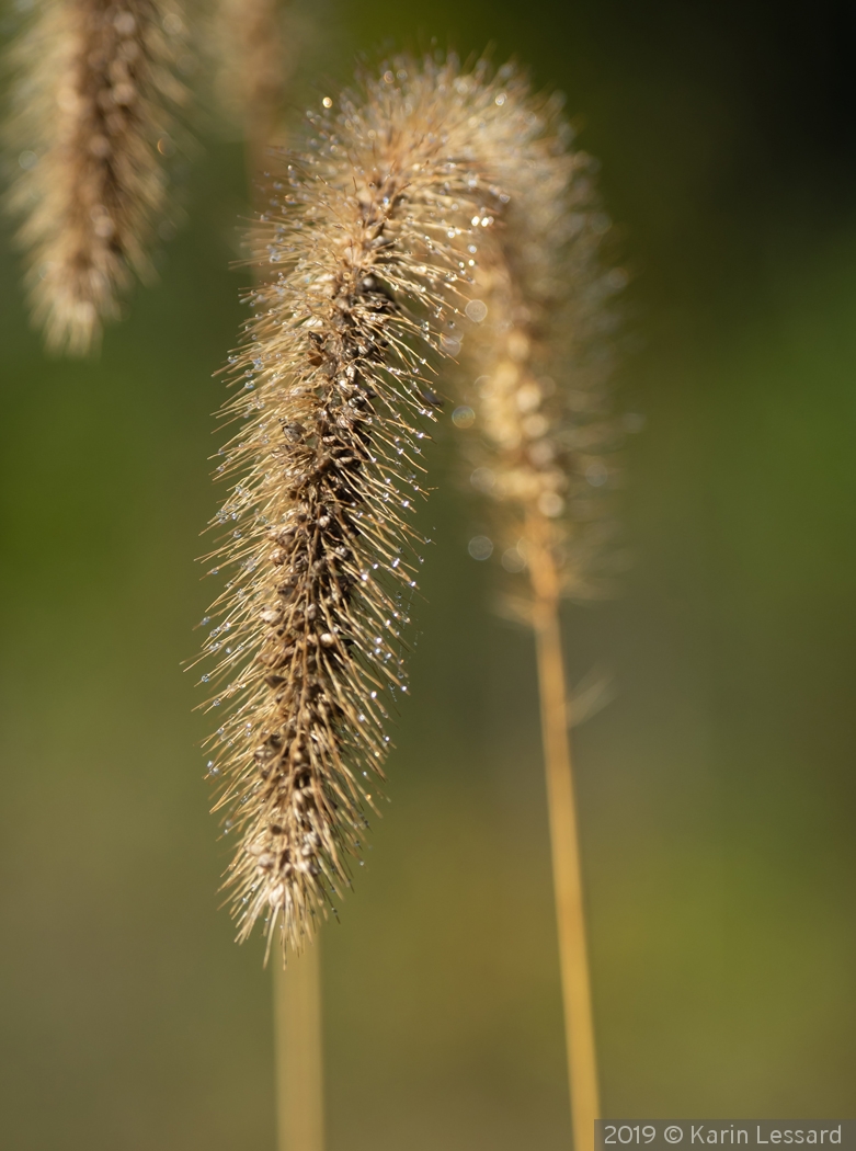 Autumn Morning Dew by Karin Lessard