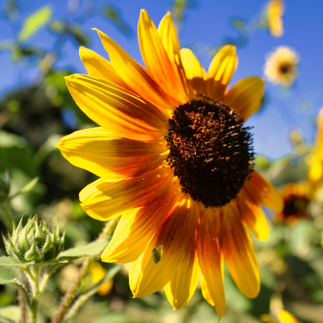 Autumn sunflower by Pamela Carter