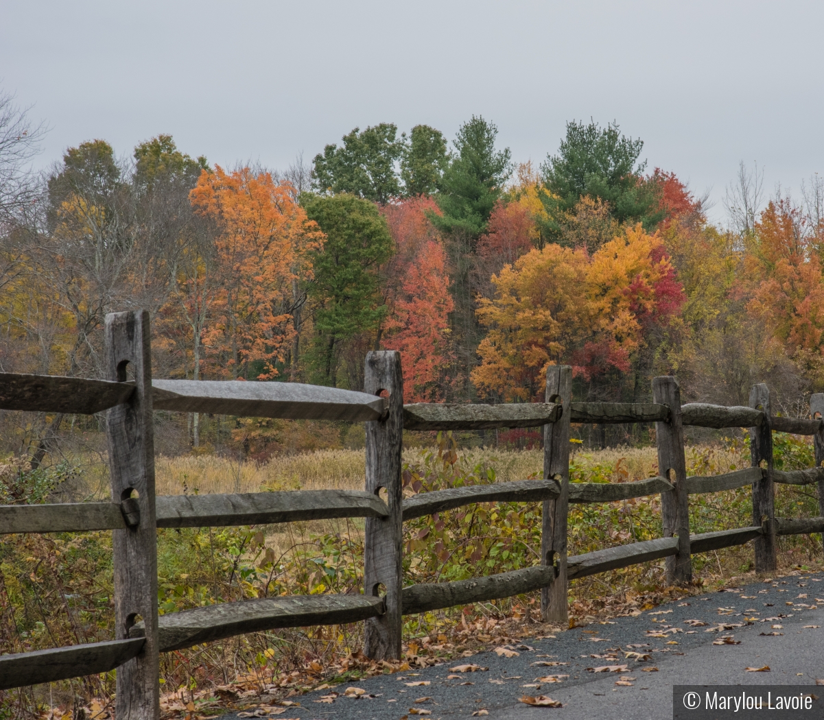 Autumn Walk by Marylou Lavoie