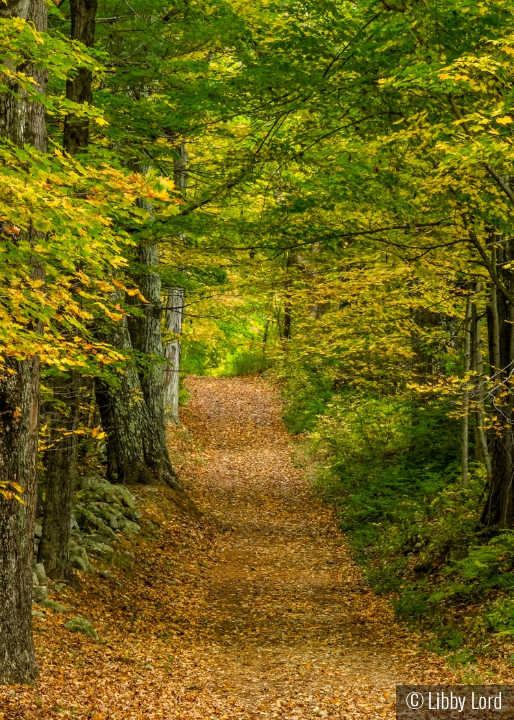 Autumn Woodland by Libby Lord