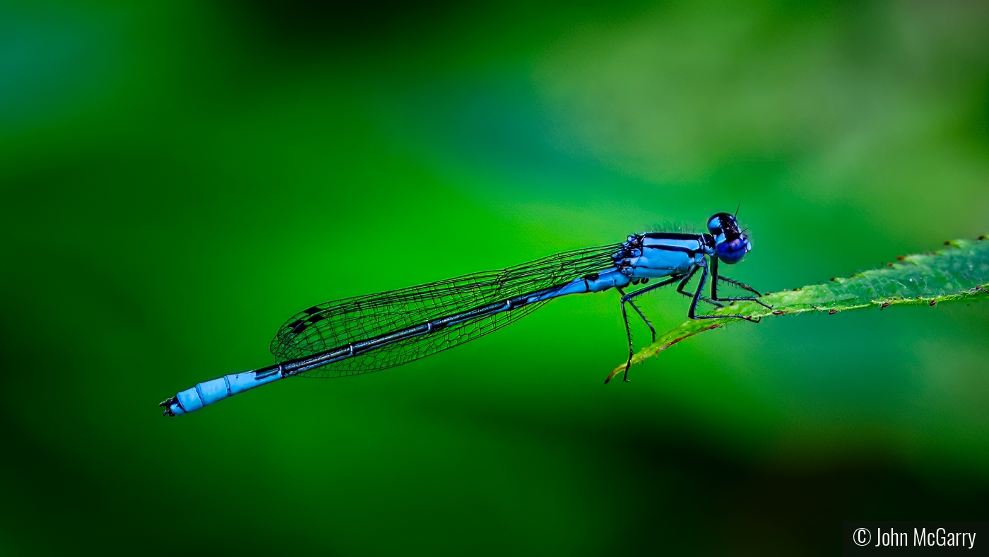 Azure Bluet Damselfly by John McGarry