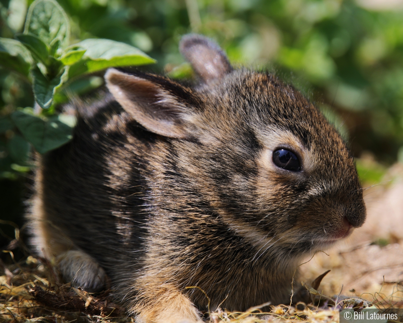 Baby Bunny by Bill Latournes