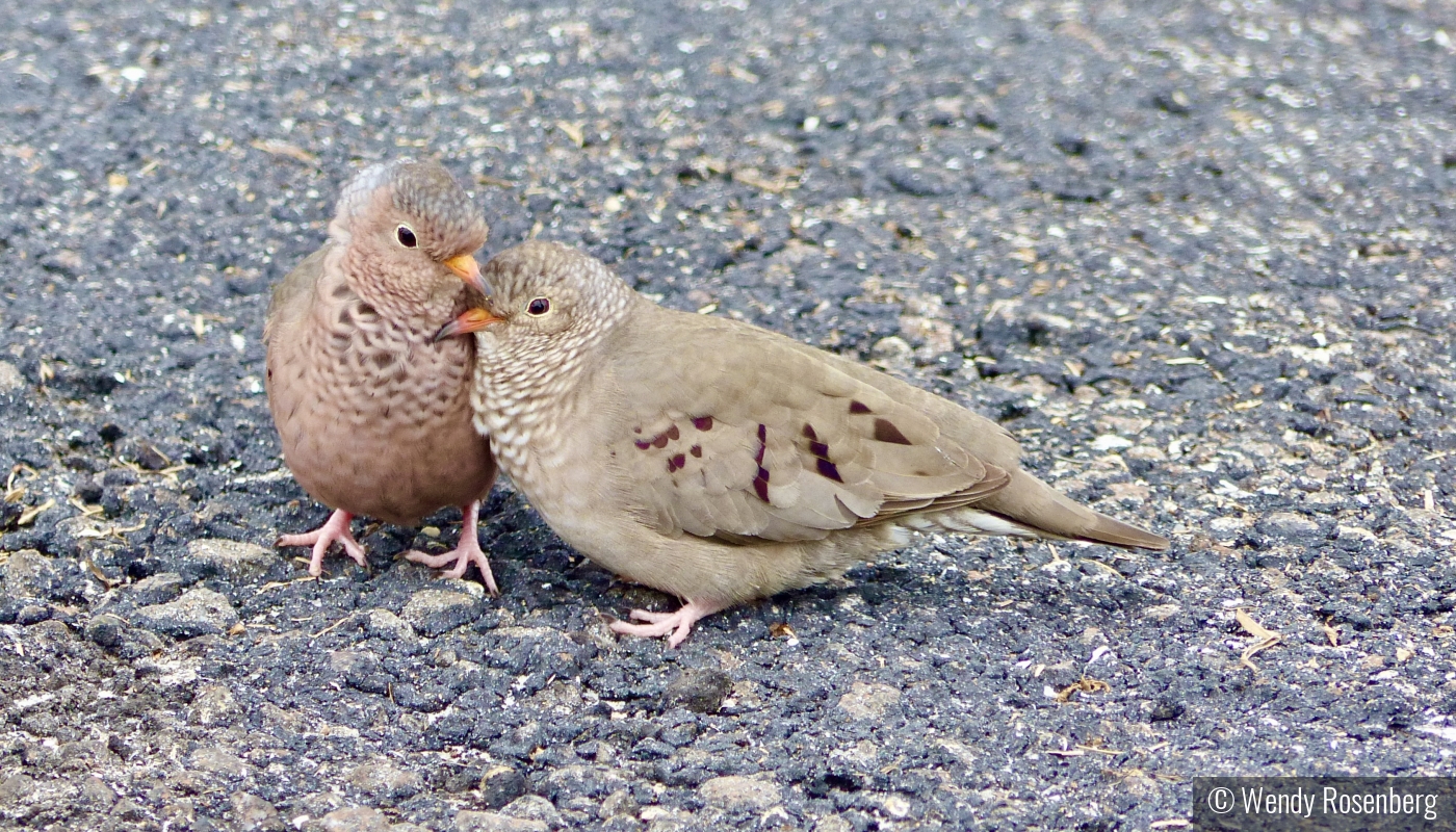 Baby Doves, oh baby doves by Wendy Rosenberg