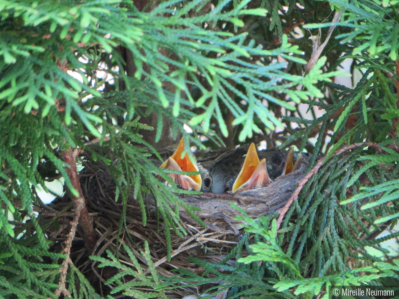 Baby Robins by Mireille Neumann