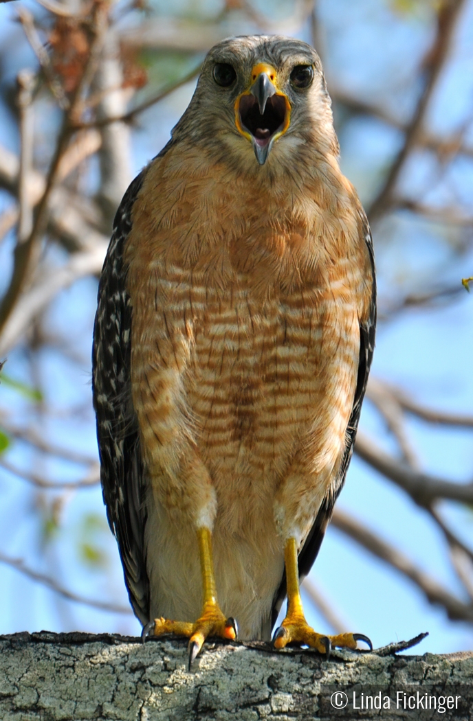 Back off, human! by Linda Fickinger