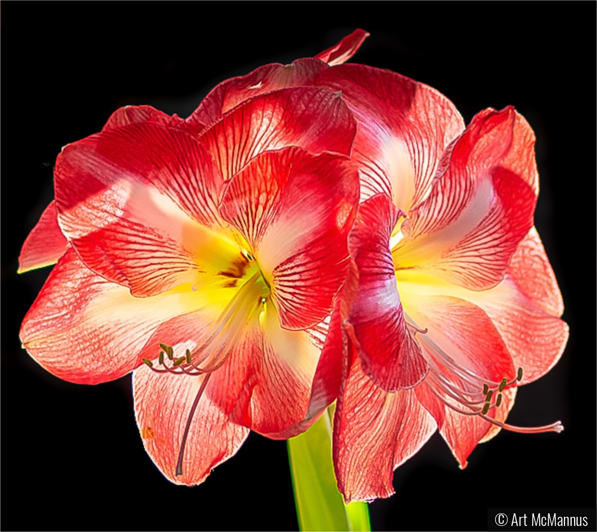 Backlit Amaryllis by Art McMannus