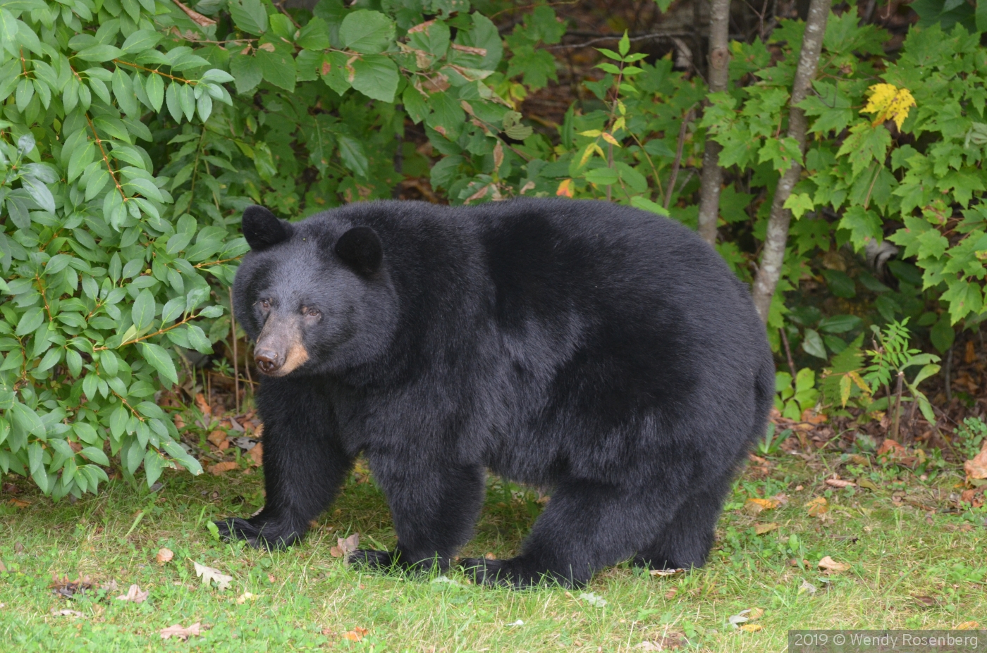 Backyard Bear by Wendy Rosenberg